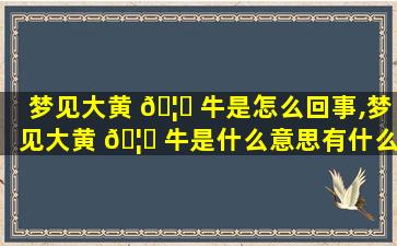 梦见大黄 🦍 牛是怎么回事,梦见大黄 🦋 牛是什么意思有什么预兆